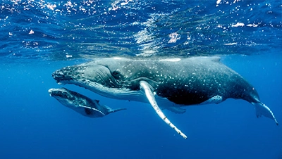marine life in jaco costa rica