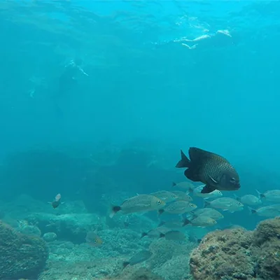 protected marine area snorkeling Jaco Costa Rica protected marine area snorkeling Jaco Costa Rica