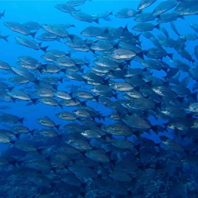 tropical reef fish while snorkeling in Jaco Costa Rica tropical reef fish while snorkeling in Jaco Costa Rica