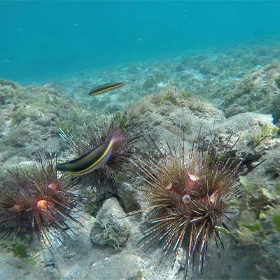 reef snorkeling near Playa Fantasia Jaco